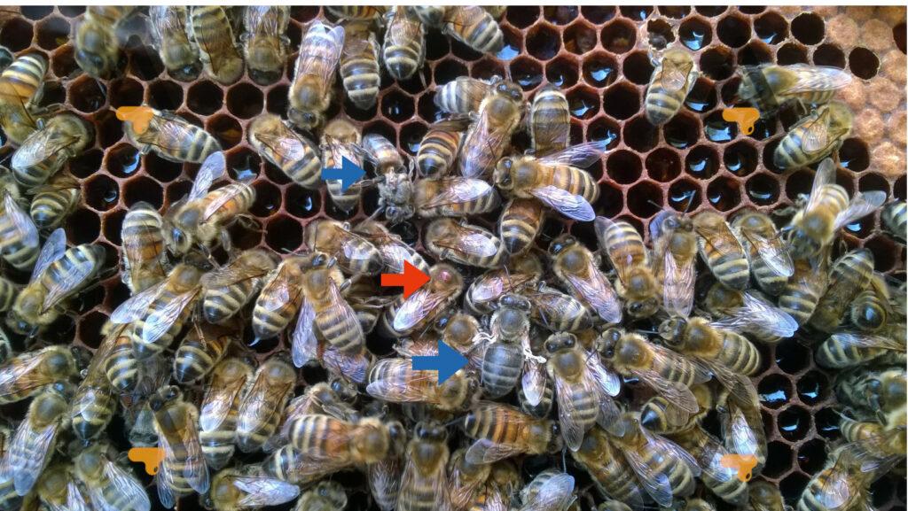 Fot. 1. Wirus zdeformowanych skrzydeł - pszczoły oznaczone niebieskimi strzałkami, Varroa destructor - pszczoła oznaczona czerwoną strzałą 