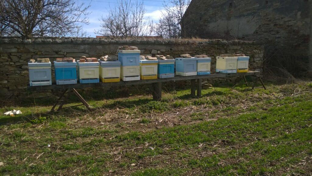 Choroby pszczół mogą wystąpić w każdej pasiece 