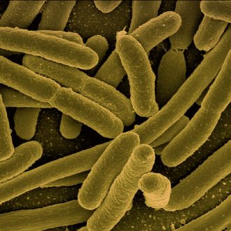 bakterie żółte